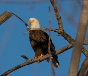 2023 02 11 RedwingEagles 023